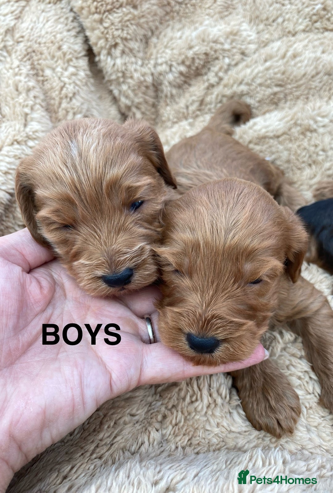 Cockapoo dogs for sale: F1 Cockapoo Puppies  - Image 8