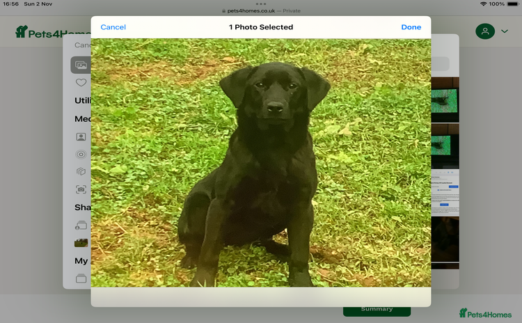 Labrador Retriever dogs - Advert 1