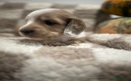 Miniature Dachshund dogs for sale: 5 Beautiful Long Haired Miniature Daschund’s   - Image 14