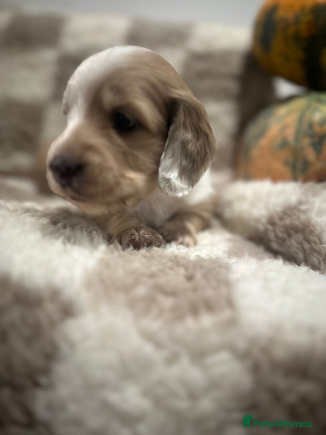 Miniature Dachshund dogs for sale: 5 Beautiful Long Haired Miniature Daschund’s   - Image 14