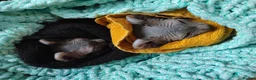 Sphynx cats for sale: Pair of Silver-Blue Elf Sphynx  - Advert 5