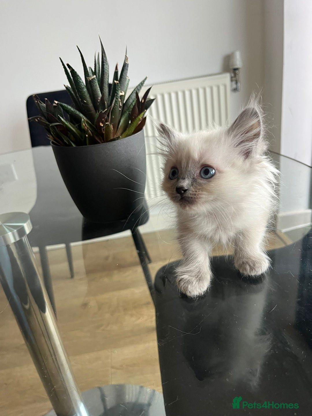 Ragdoll cats for sale: 7 Adorable Ragdoll Kittens Ready for Loving Homes - Advert 2