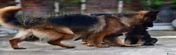 German Shepherd dogs for sale: LONGHAIRED GSD PUPPIES - Advert 9