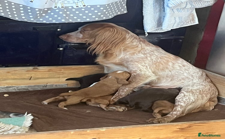 Cocker Spaniel dogs - Advert 3