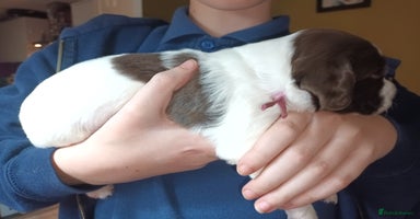 English Springer Spaniel dogs - Advert 4
