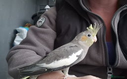 Cockatiels birds for sale: 1x 8 week old cockatiel £85  - Image 16