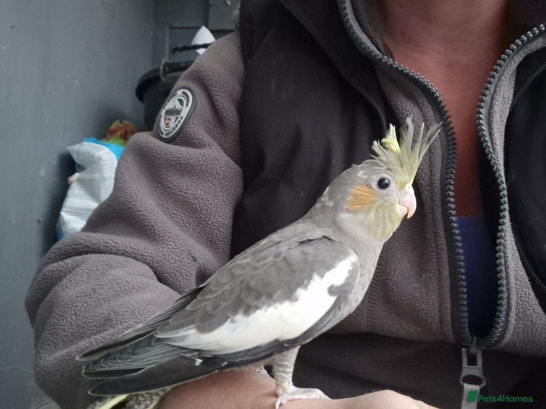Cockatiels birds for sale: 1x 8 week old cockatiel £85  - Image 16