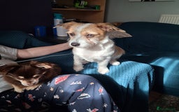 Mixed Breed dogs for sale: Hi my name is Boo - Image 2