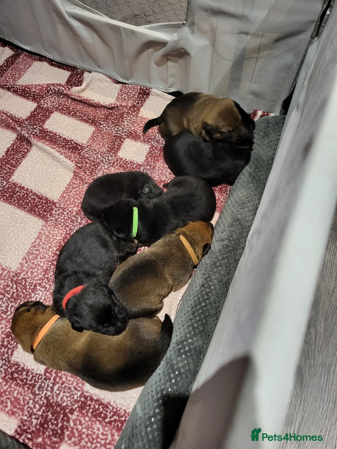 Mixed Breed dogs for sale: Rottweiler x malinois (malinweiler) pups in Batley - Advert 11