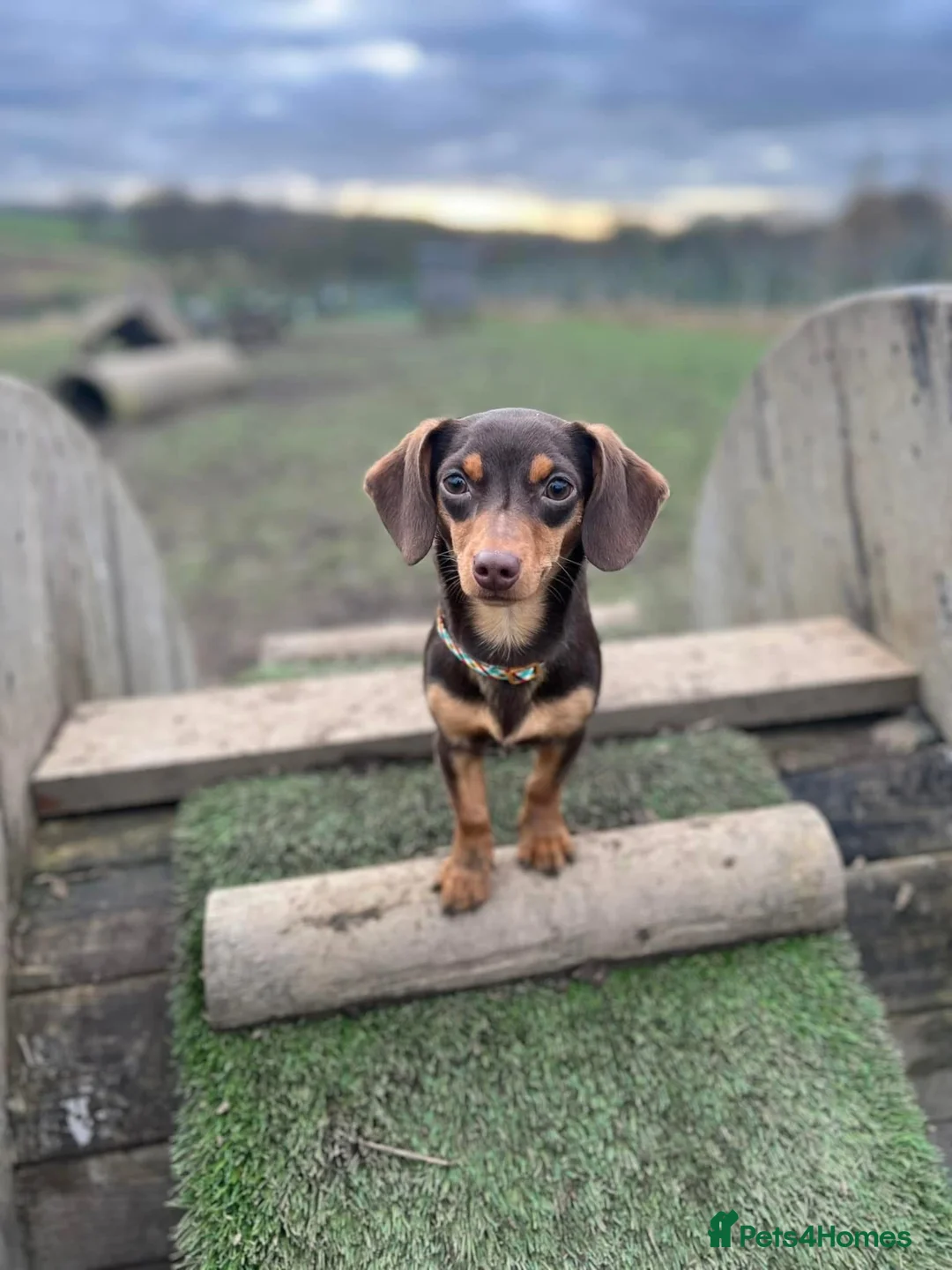 Mixed Breed dogs for sale: Single Doggy Dad needing a forever family..!! - Advert 1