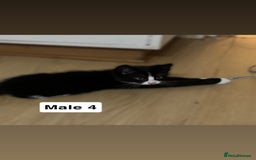 Mixed Breed cats for sale: Purrfect Little kittens Looking for Loving Homes - Image 5