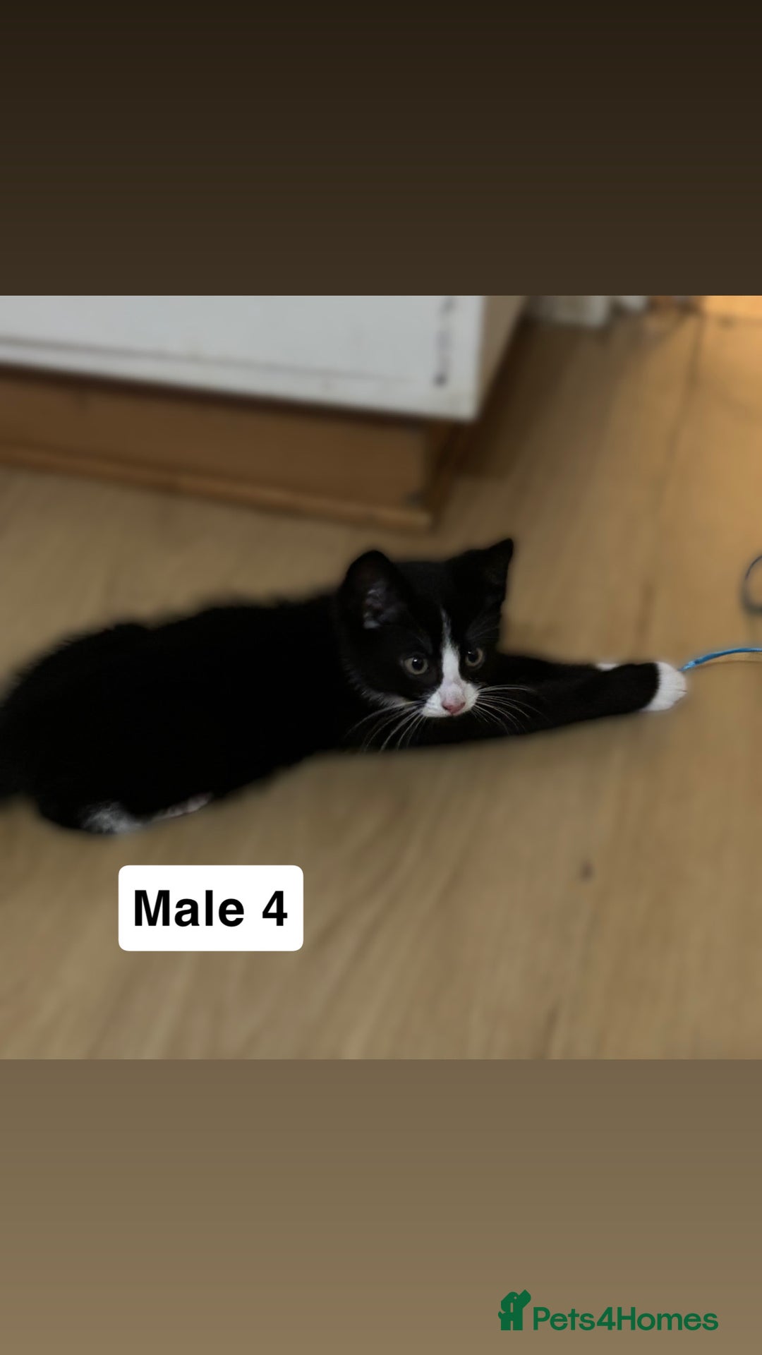 Mixed Breed cats for sale: Purrfect Little kittens Looking for Loving Homes - Image 5