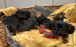 Mixed Breed dogs for sale: Border Terrier cross puppies  - Image 18