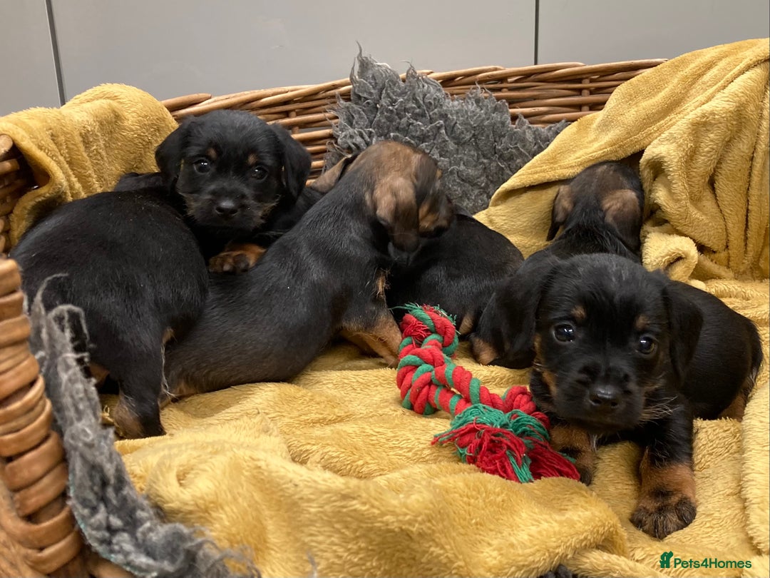 Mixed Breed dogs for sale: Border Terrier cross puppies  - Image 18
