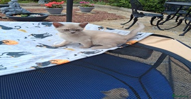 Burmese cats - Advert 4