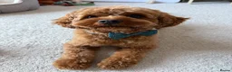 Cavapoo dogs for sale: Teddy 🐾  - Advert 13
