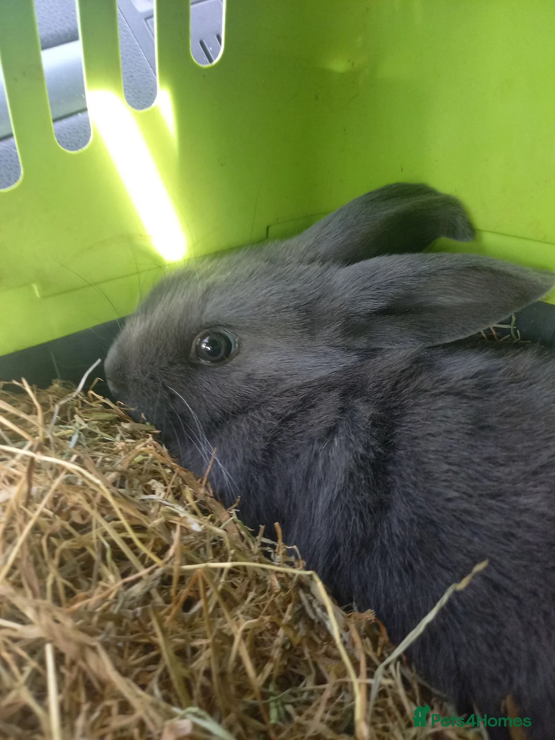 Mixed Breed rabbits for sale: Female 8 week old rabbit with pink cage - Advert 2