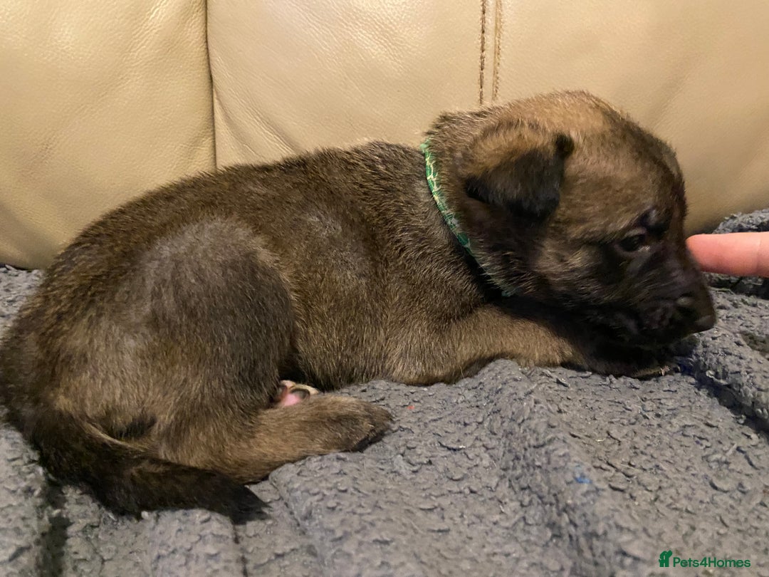 Belgian Shepherd Dog dogs for sale: Belgian Malinois puppies - Advert 4