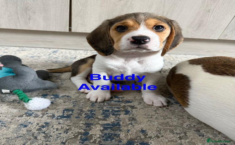 Beagle dogs - Advert 3