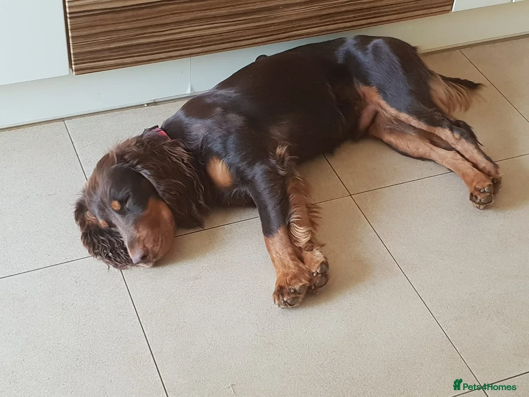 Cocker Spaniel dogs for stud: Proven Stud - Working Cocker Spaniel in Middlewich - Advert 30