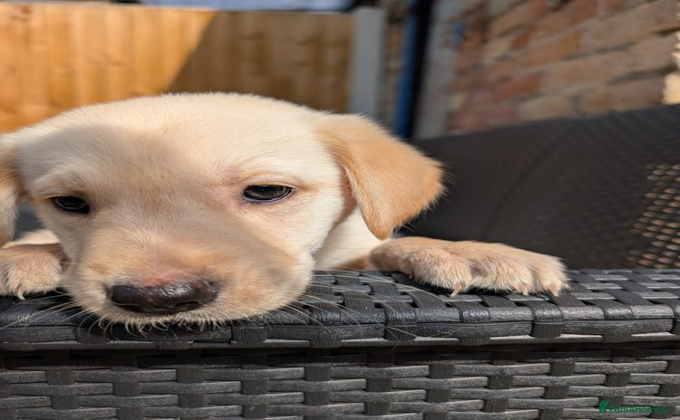 Mixed Breed dogs - Advert 1