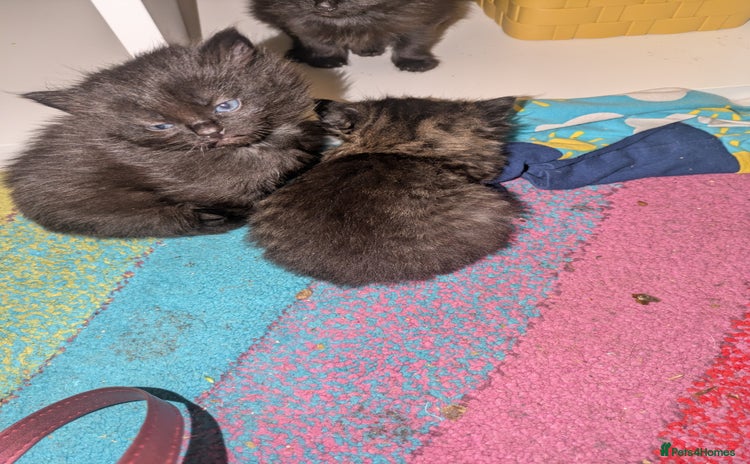Mixed Breed cats - Advert 1