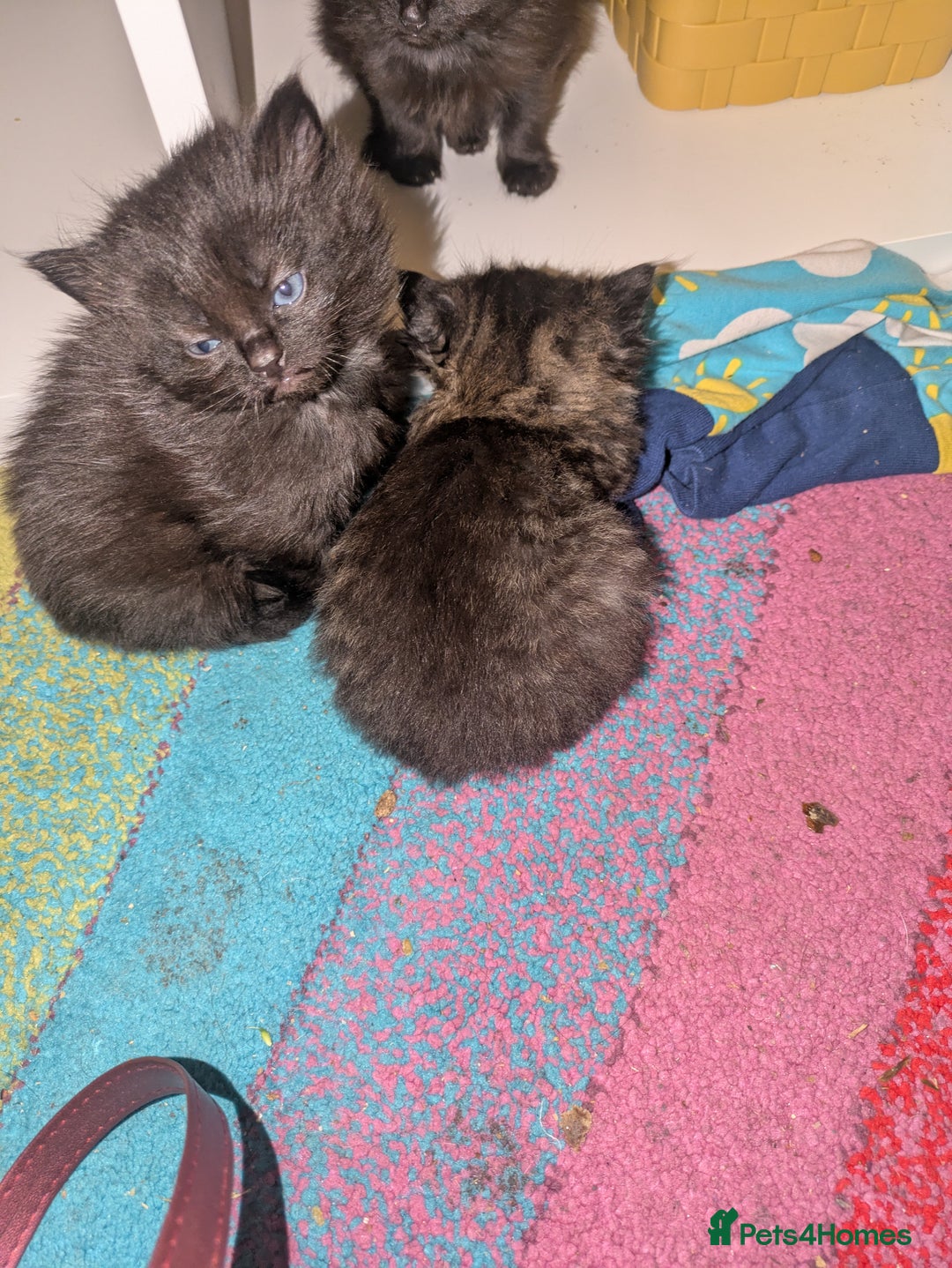 Mixed Breed cats for sale: Black FLUFFY kittens ❤️ - Image 1