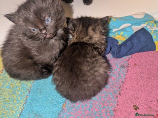 Mixed Breed cats - Advert 5
