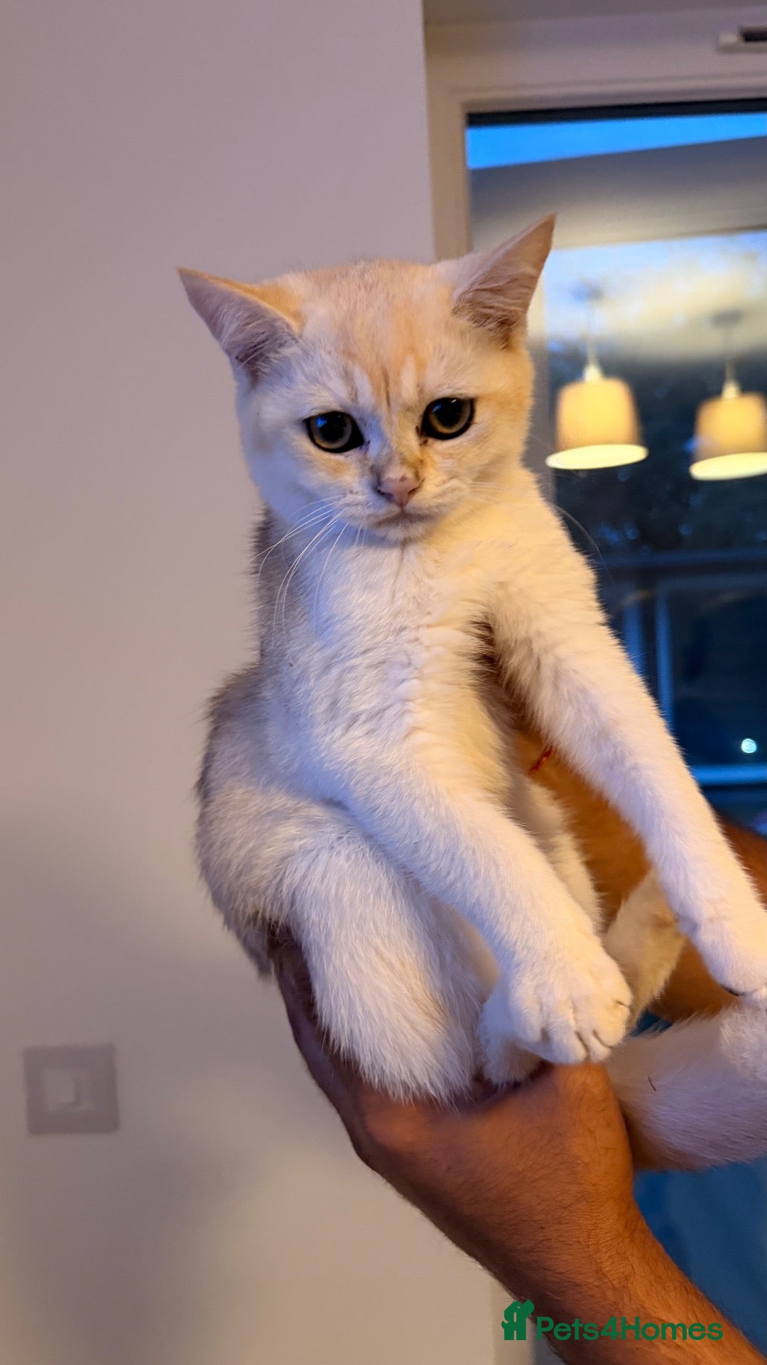 Scottish Fold cats PUREBRED GOLDEN CHINCHILLA SCOTTISH FOLD KITTENS  - Advert 2