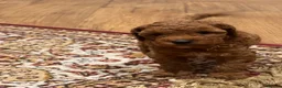 Cavapoo dogs for sale: Exceptional Pups Raised by a Professional Trainer. - Advert 16