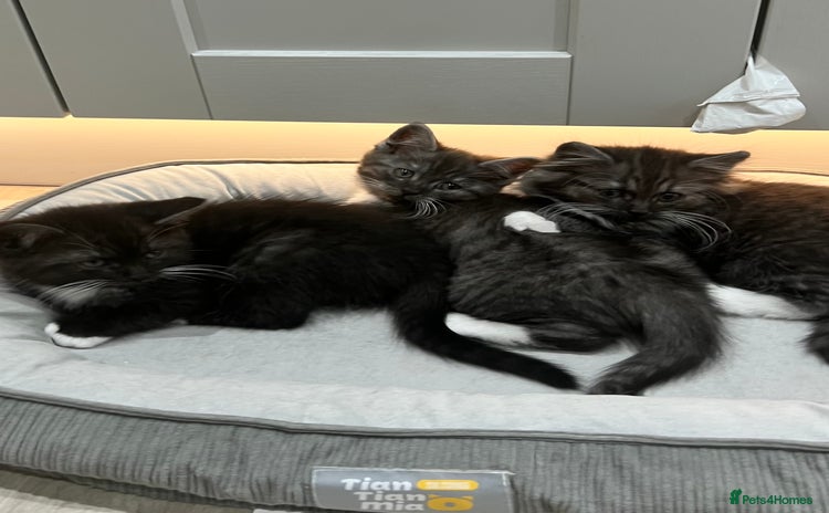 Persian cats - Advert 16