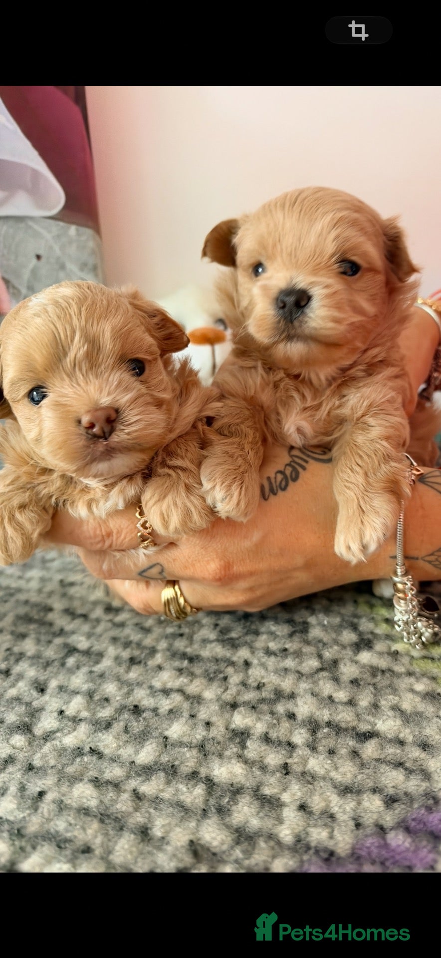 Maltipoo dogs ✨ Exceptional Maltipo PUPPIES – LOVING HOMES ONLY  - Advert 9