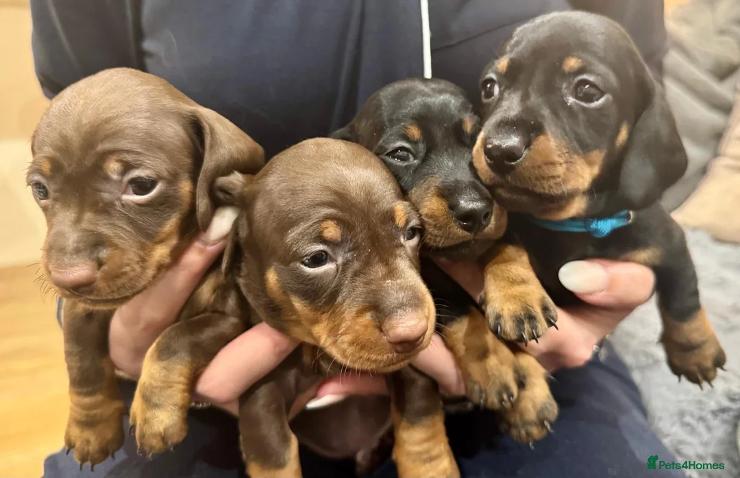 Miniature Dachshund dogs for stud: ⭐️ 5 Star Handsome Hugo ⭐️ in Gloucester - Advert 4