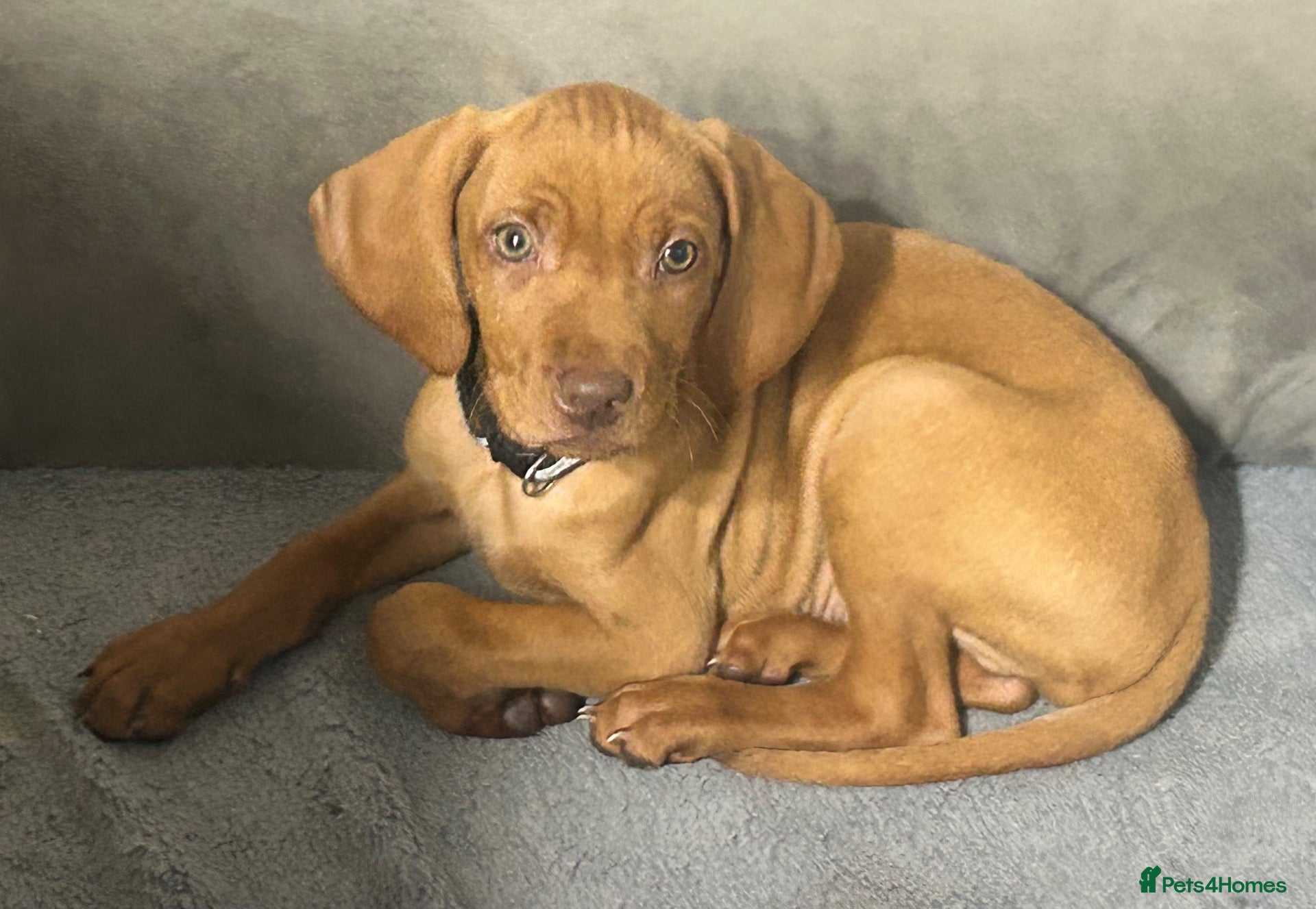 Hungarian Vizsla dogs KC registered Hungarian vizsla 3 boys) £1600 - Advert 2