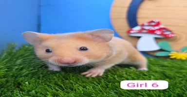 Hamster rodents - Advert 2