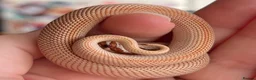 Snake reptiles for sale: Various 2024/2025 Western Hognoses - Advert 7