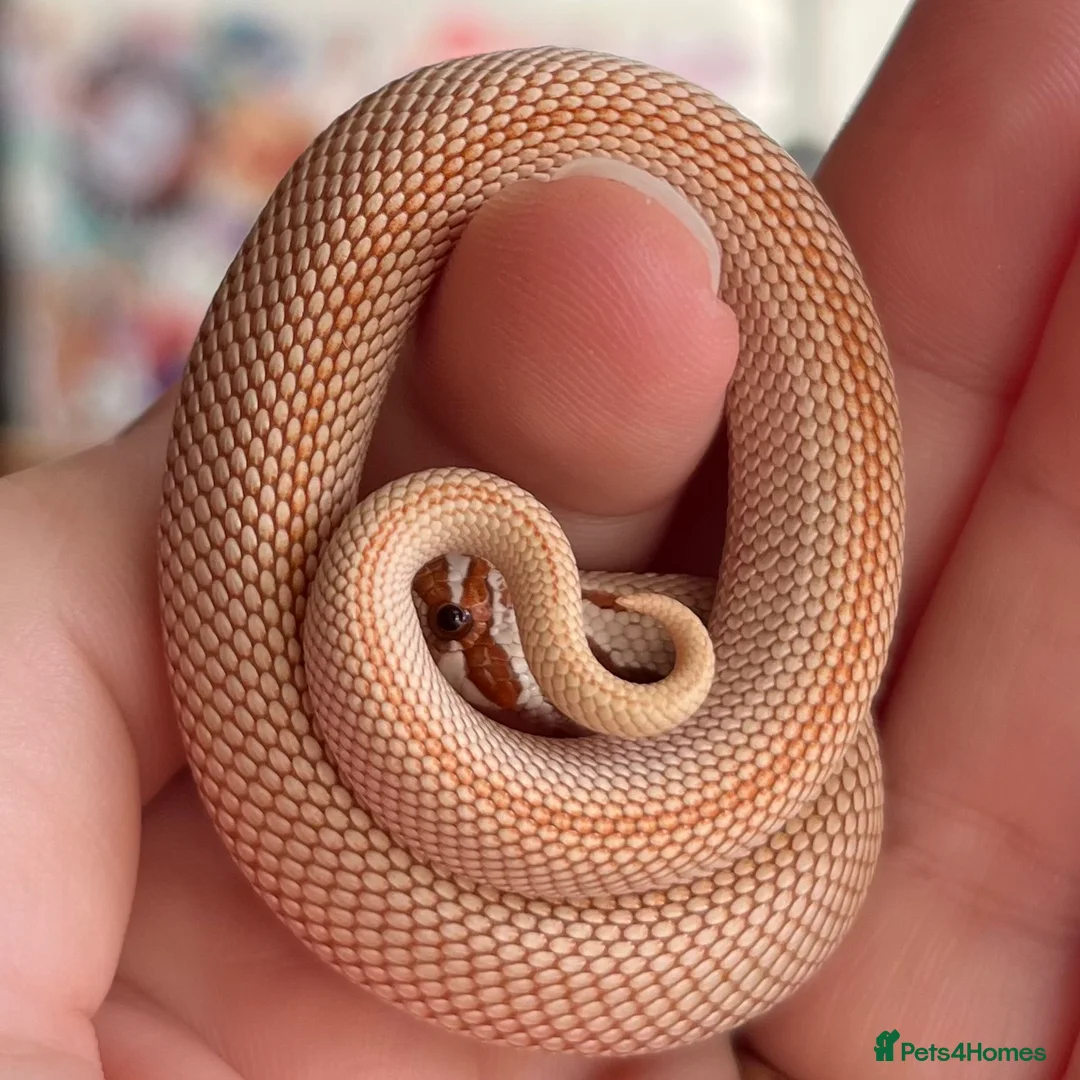 Snake reptiles for sale: Various 2024/2025 Western Hognoses - Advert 7
