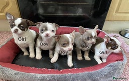Chihuahua dogs for sale: Chihuahua Puppies For Sale - Advert 2