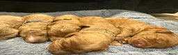 Labradoodle dogs for sale: 🐾 F1B Labradooles 🐾 2 sold already  in Ware - Advert 6