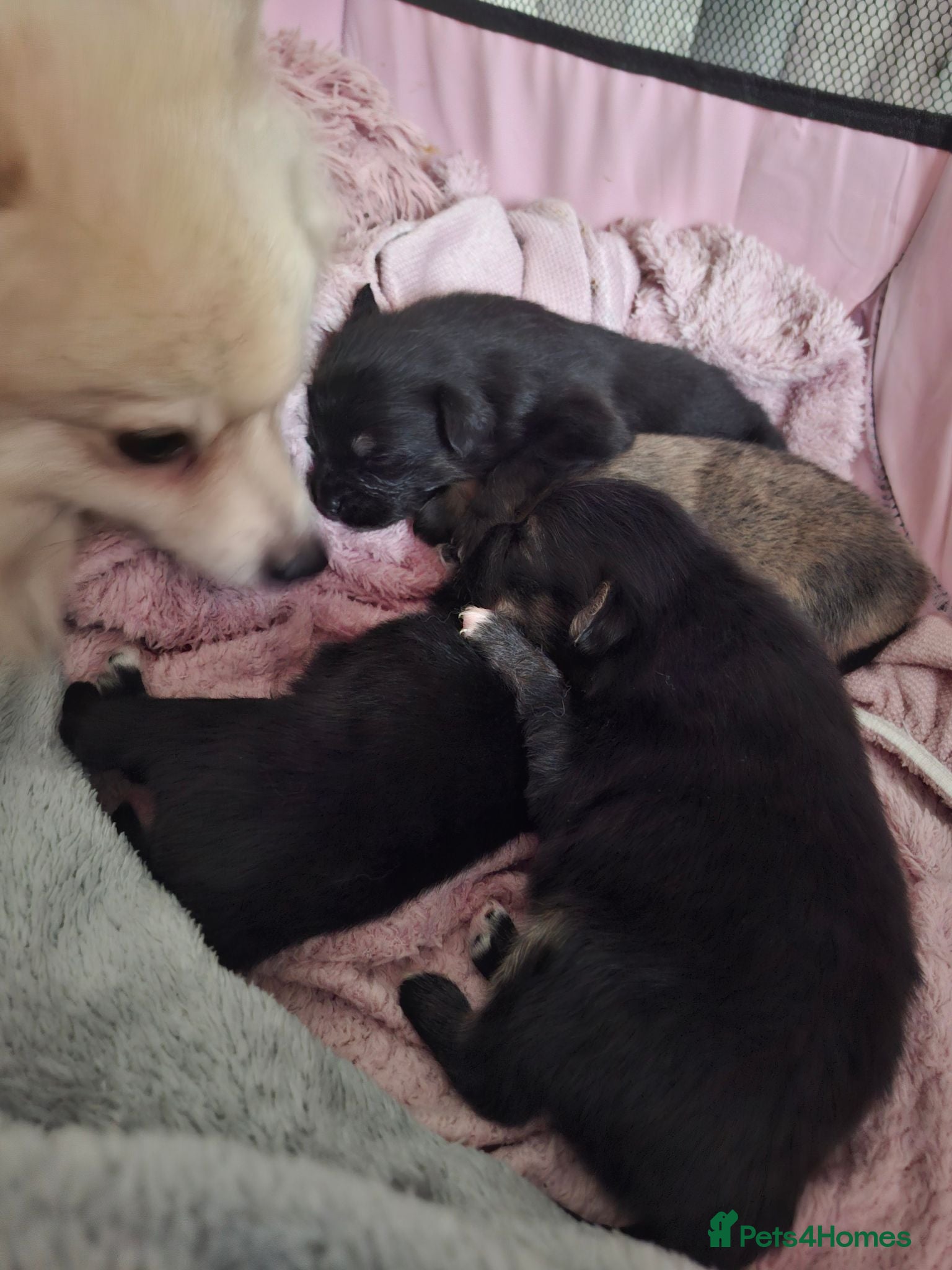 Mixed Breed dogs 🧸Puppies 🐶 adorable paparainian teddy bear 🧸 - Advert 8