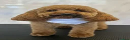 Cavapoochon dogs for sale: DNA tested 🧸 Cavapoochon Puppies - Advert 11