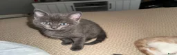 Mixed Breed cats for sale: Bengal Cross Boy Kittens Ready for loving homes - Advert 8