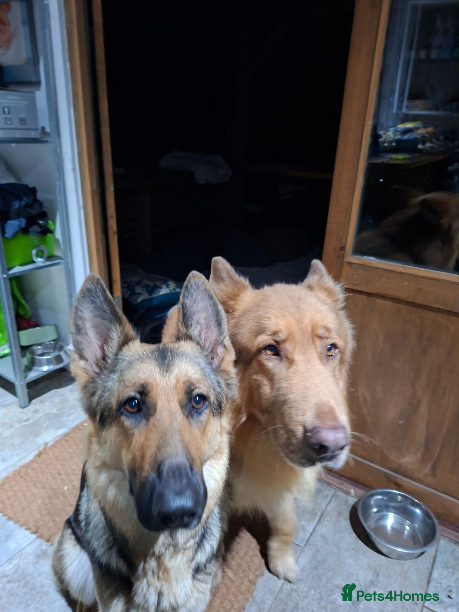 German Shepherd dogs Beautiful GSD puppies  - Advert 1