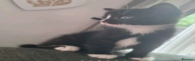Kitten 1