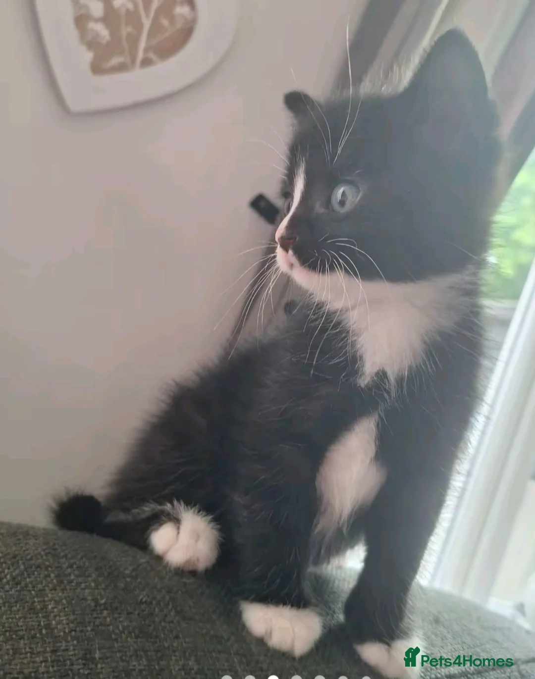 Mixed Breed cats for sale: Little boy ready for his new home - Advert 2