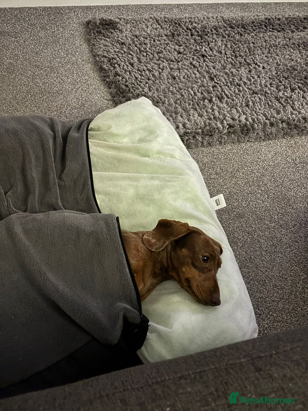 Miniature Dachshund dogs for sale: 2 miniature Dachshunds  - Advert 6