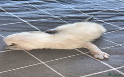 Mixed Breed cats for sale: 5 kittens  - Image 2