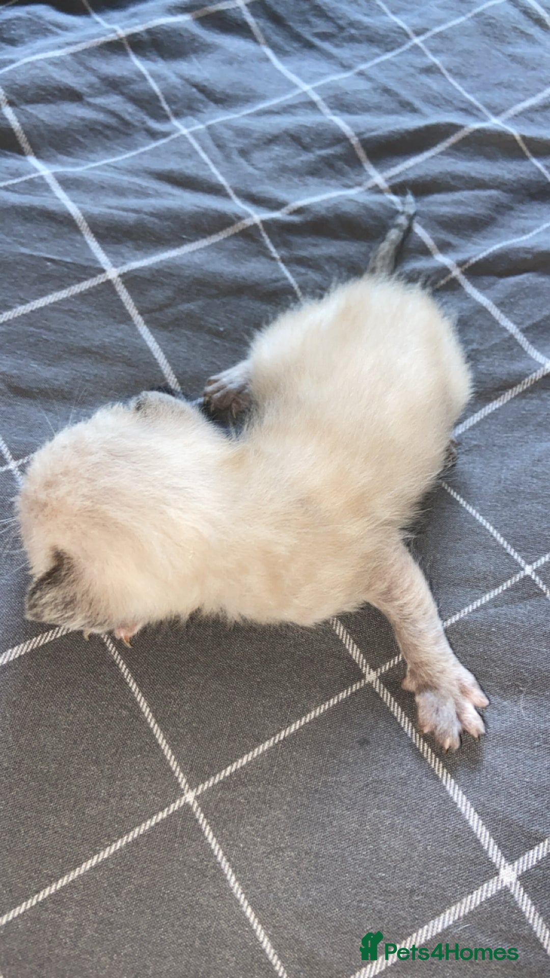 Mixed Breed cats for sale: 5 kittens  - Image 2