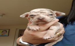 Chihuahua dogs for sale: 4 beautiful merle chihuahuas - Image 2