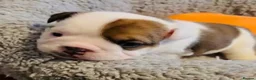 English Bulldog dogs for sale: 9 weeks old english bulldog girl puppy - Advert 3